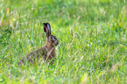 Hasen Kaninchen